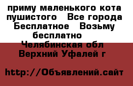 приму маленького кота пушистого - Все города Бесплатное » Возьму бесплатно   . Челябинская обл.,Верхний Уфалей г.